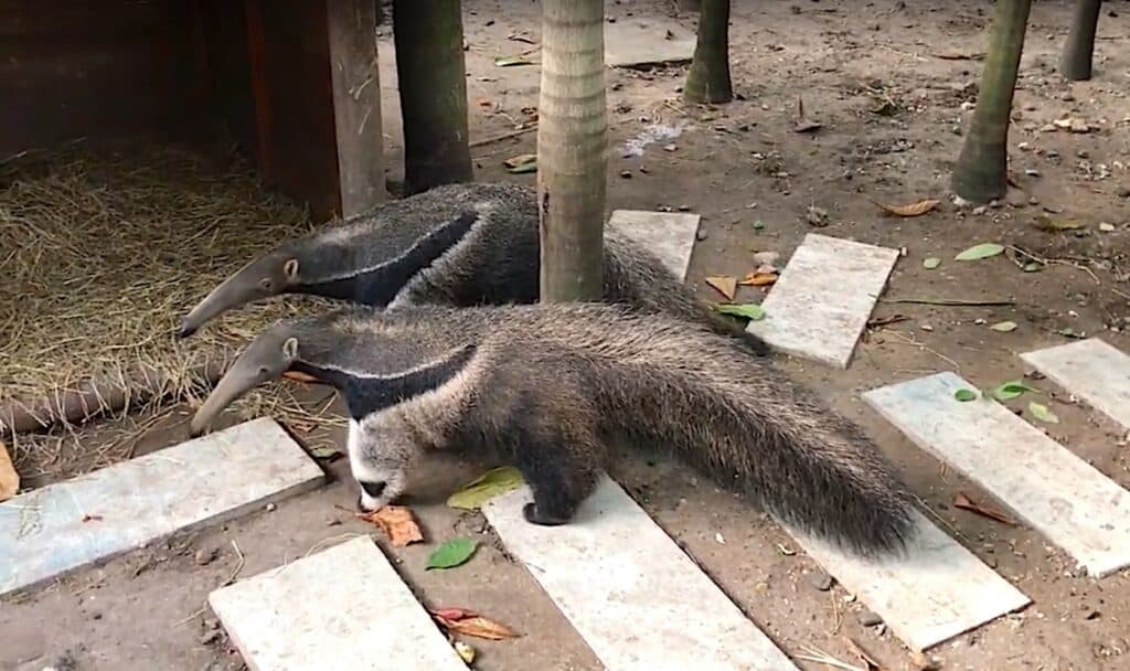Two grey and black ant eaters looking for food.