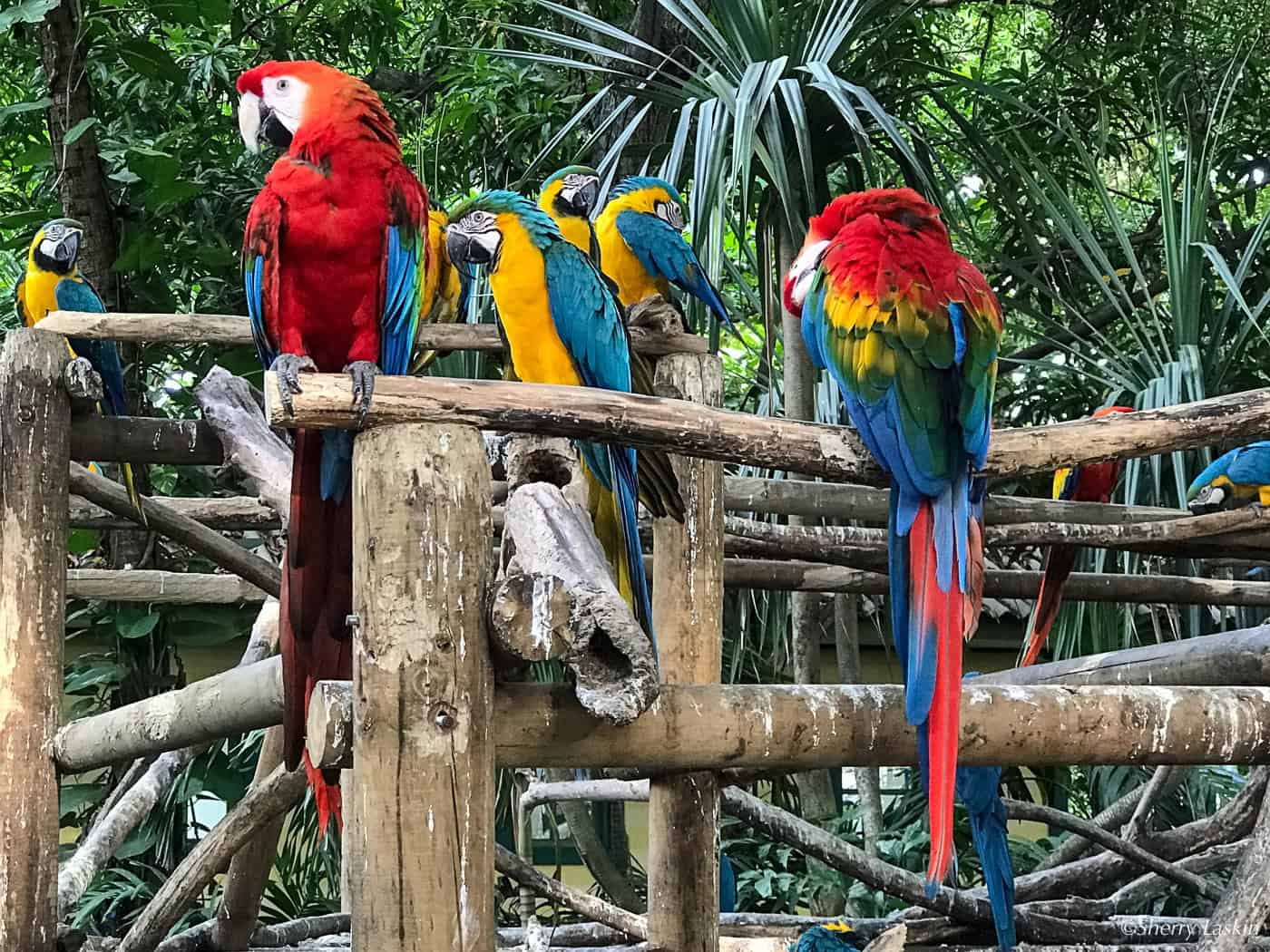 Colorful macaws perched on tree branches.
