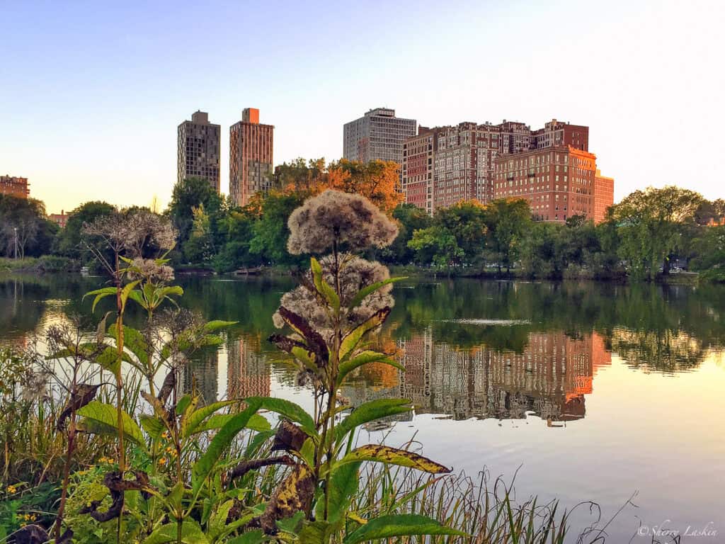A pond in a park with reflections of surrounding high-rise buildings.