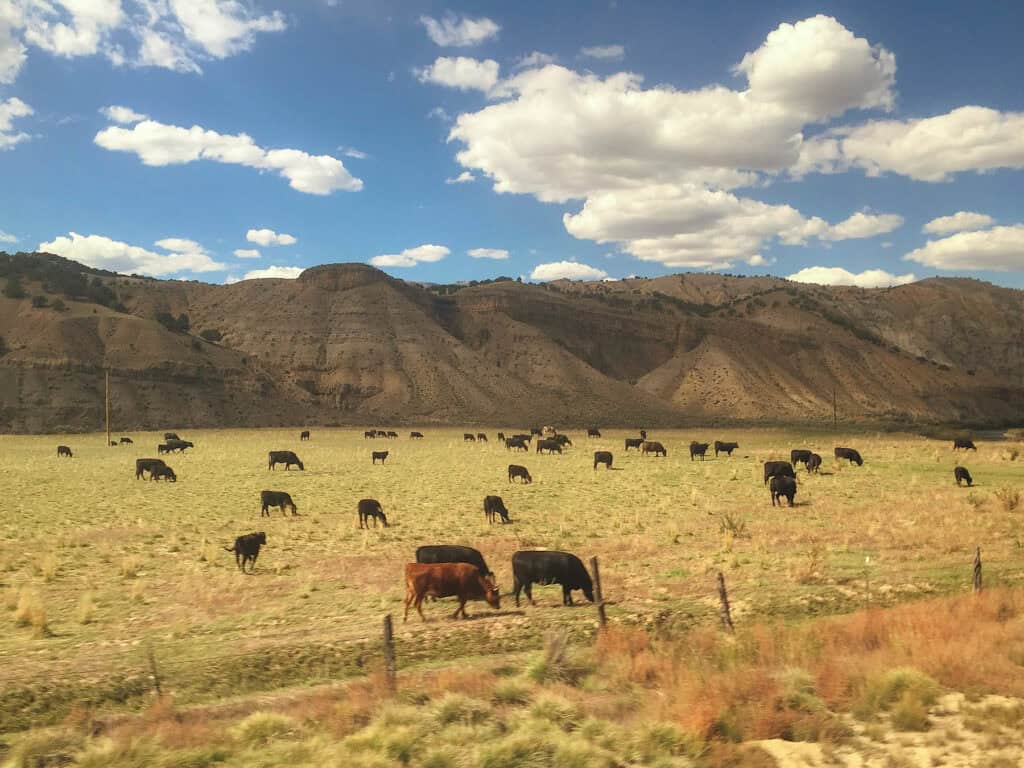 View from Amtrak window of cattle grazing in open field.