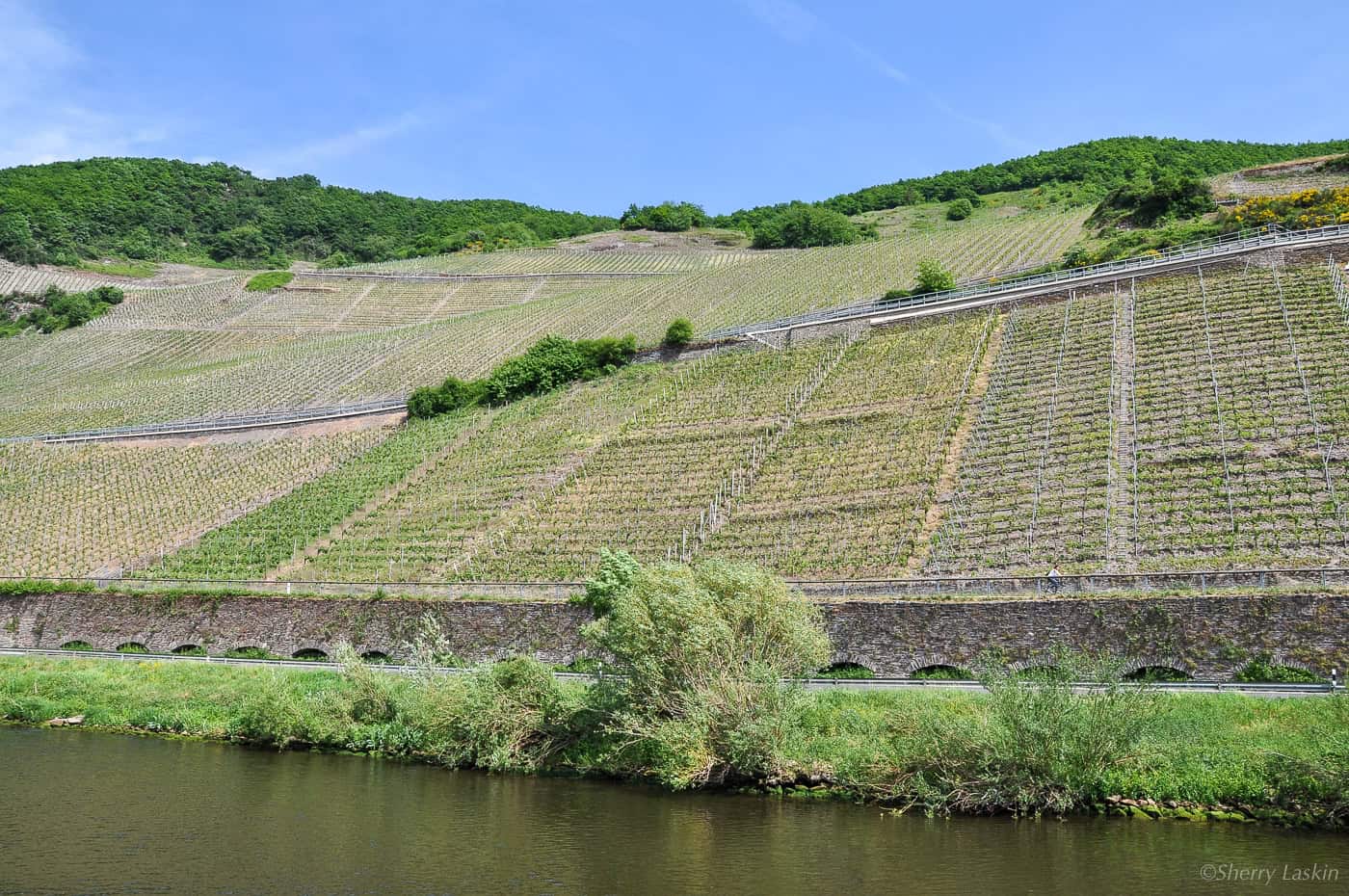 Vineyards on steep slopes along the Mosel river.